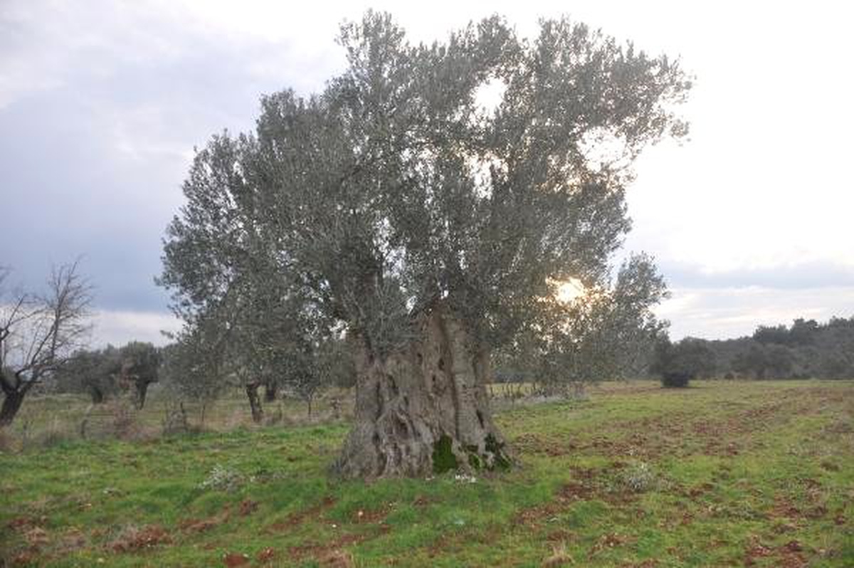 Bayramiç\'te, 600 Yıllık Zeytin Ağacı Tescillenmeyi Bekliyor