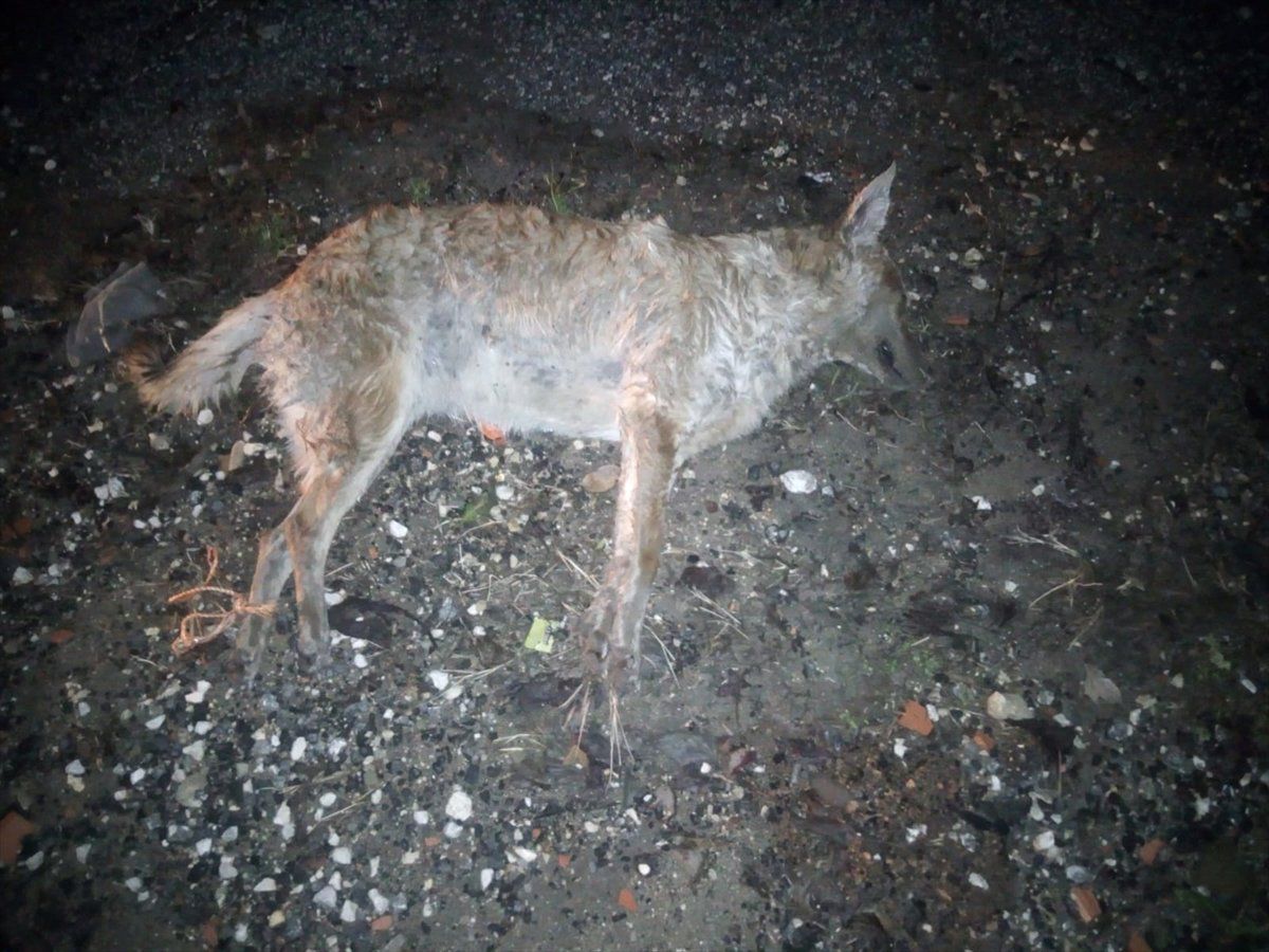 Edirne\'de 4 Köpek Ayakları Bağlı Şekilde Ölü Bulundu