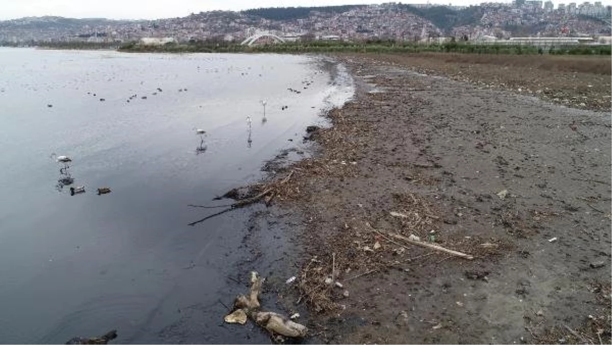 İzmit Körfezi\'nde Göçmen Kuşların Cenneti Kirlendi