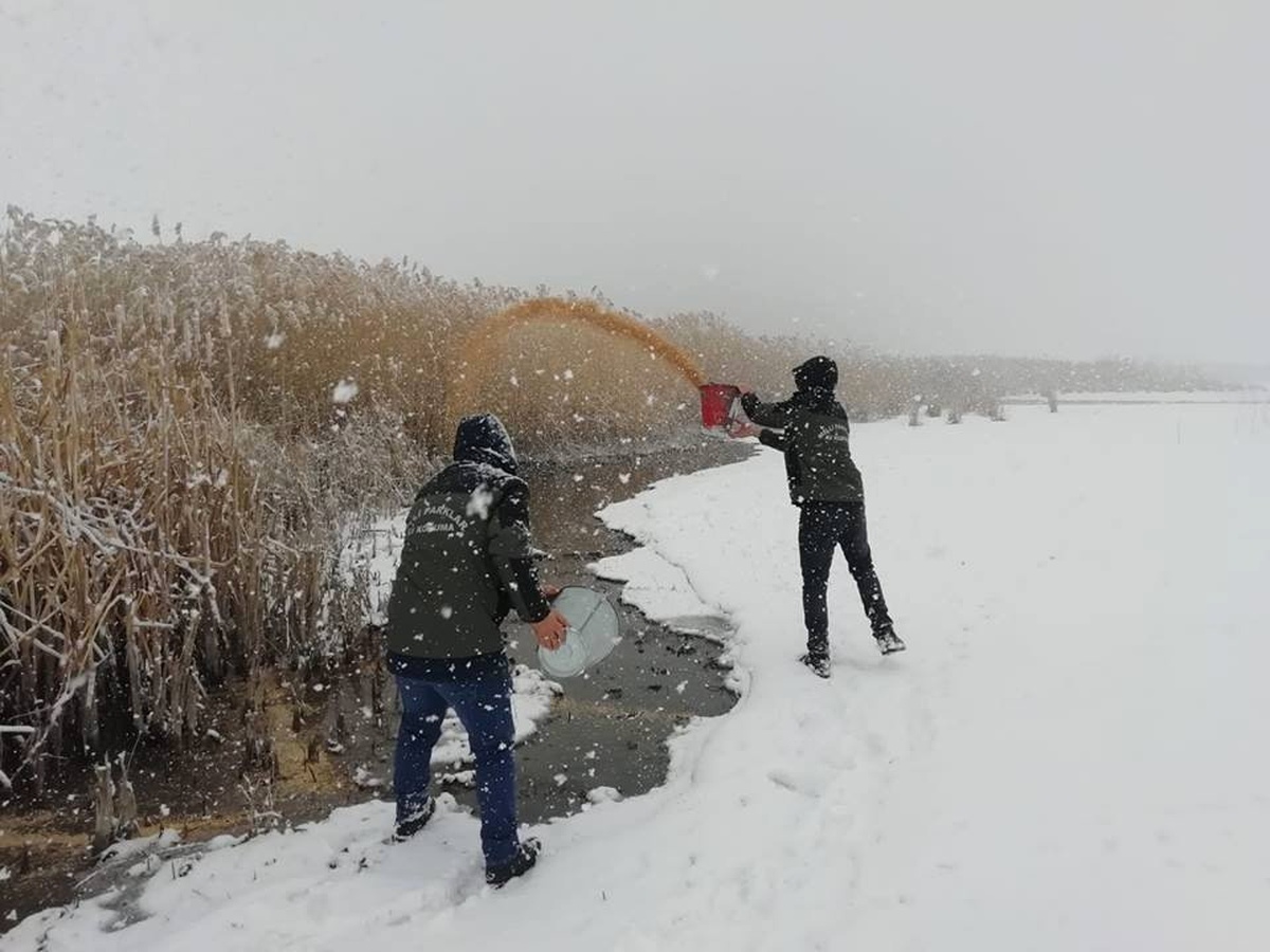 Kar Yağışı Altında Yaban Hayvanlara Yem Desteği