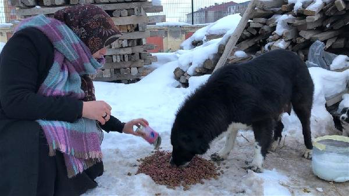 Kars\'ta Üniversiteliler Sokak Hayvanları İçin Seferber Oldu