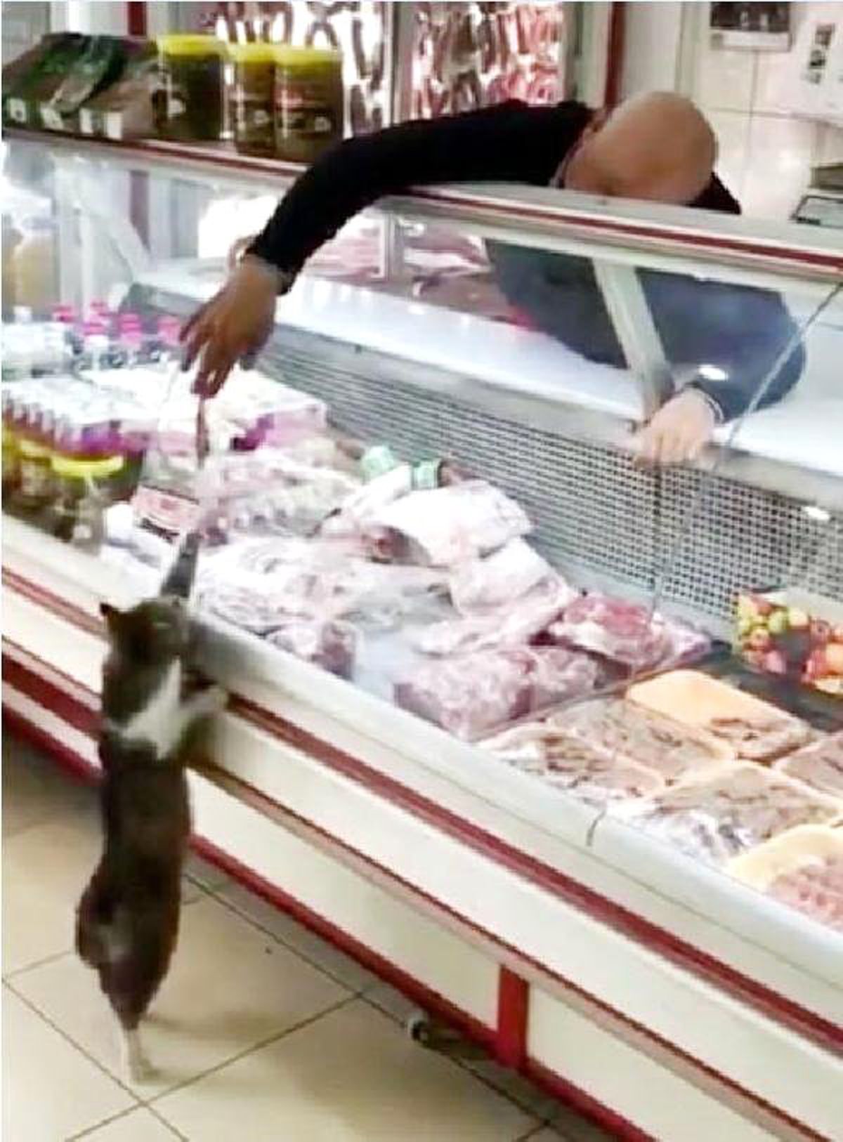 Kasaptaki Görüntüleriyle Tanınan \'Yeşim\' Adlı Kedi, Öldü
