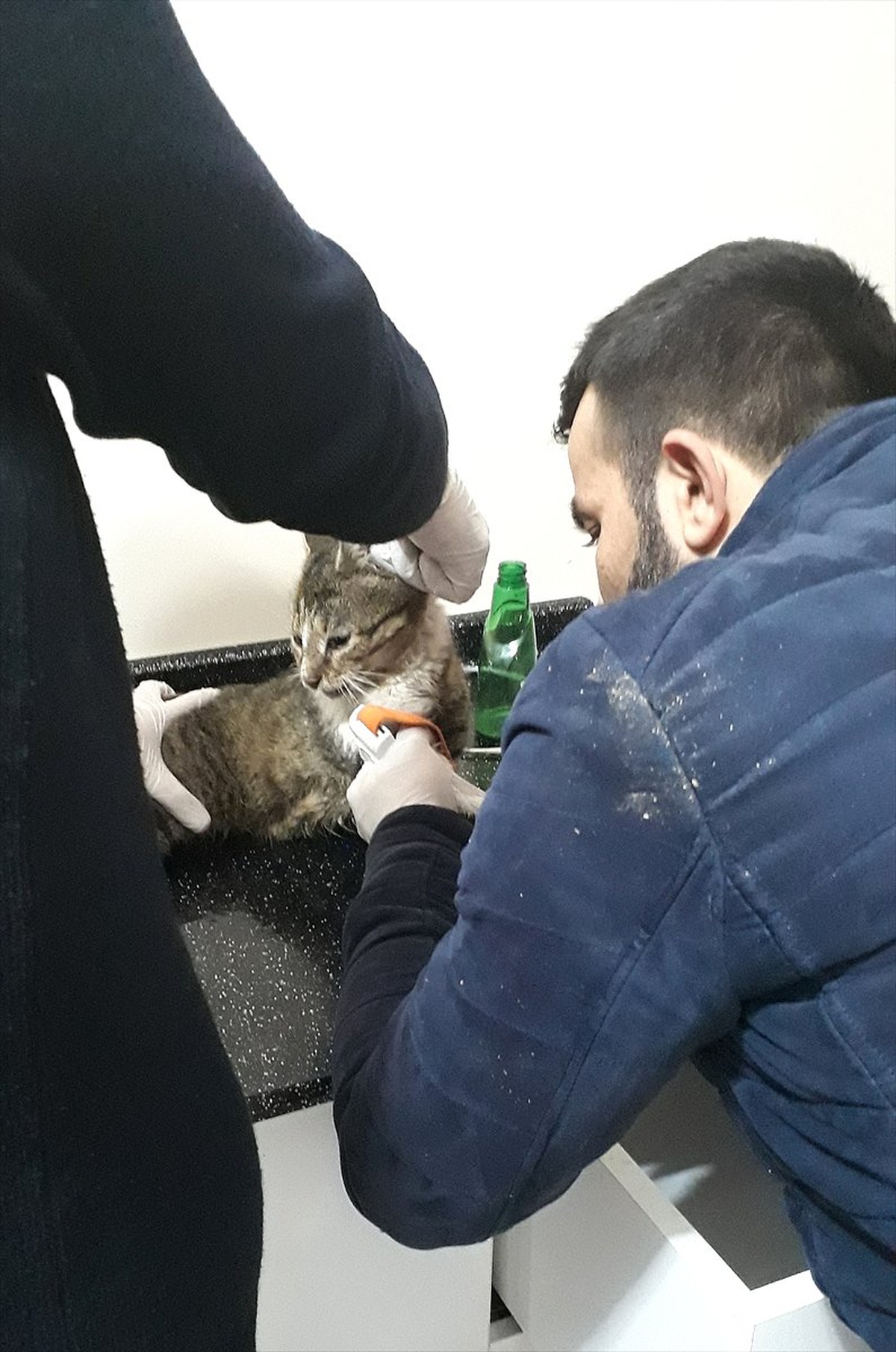 Sosyal Medya Fenomeni Kedi "Yeşim" Öldü