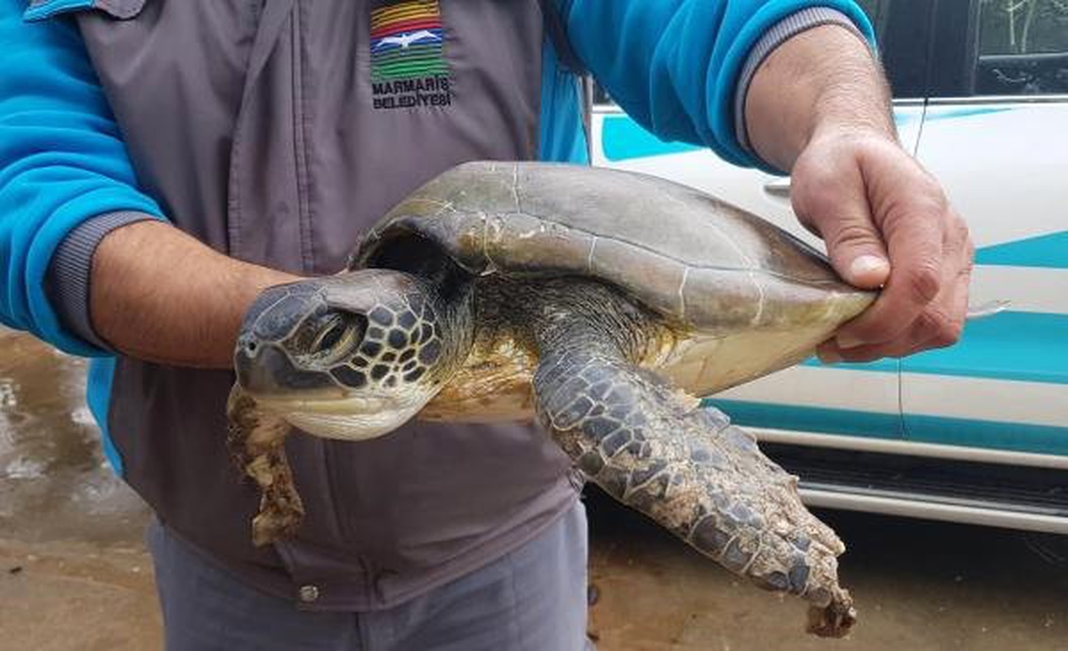 Yaralı Bulunan Yavru Caretta Carettaya Tedavi