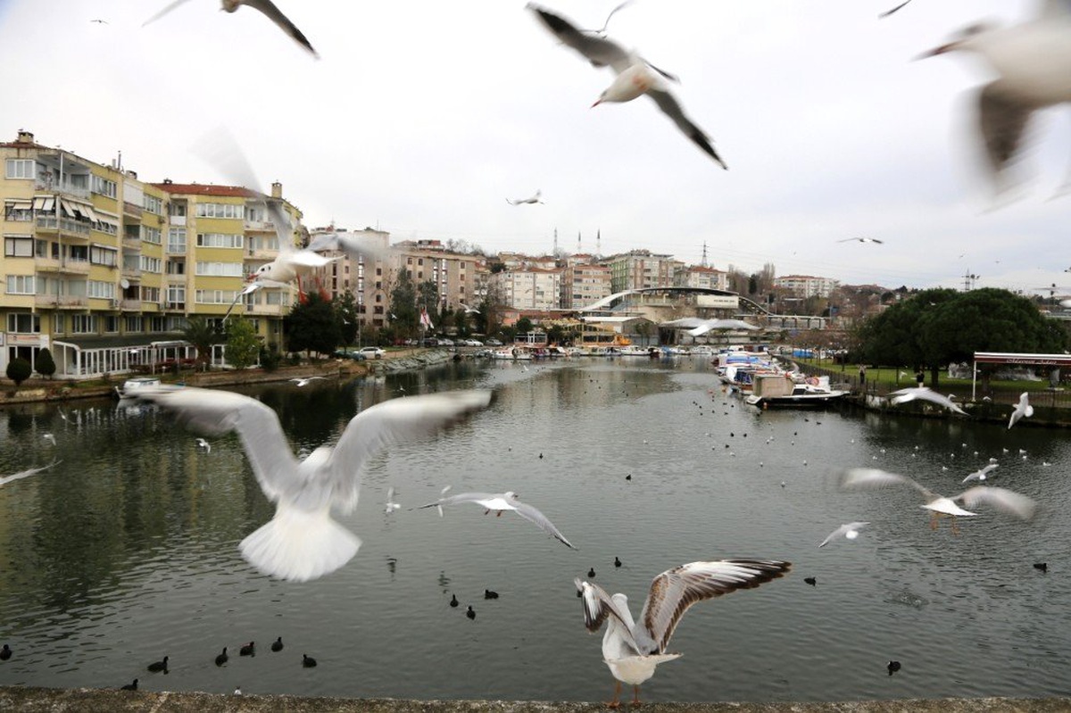 Yüzlerce Martının Ekmek Kapma Yarışı
