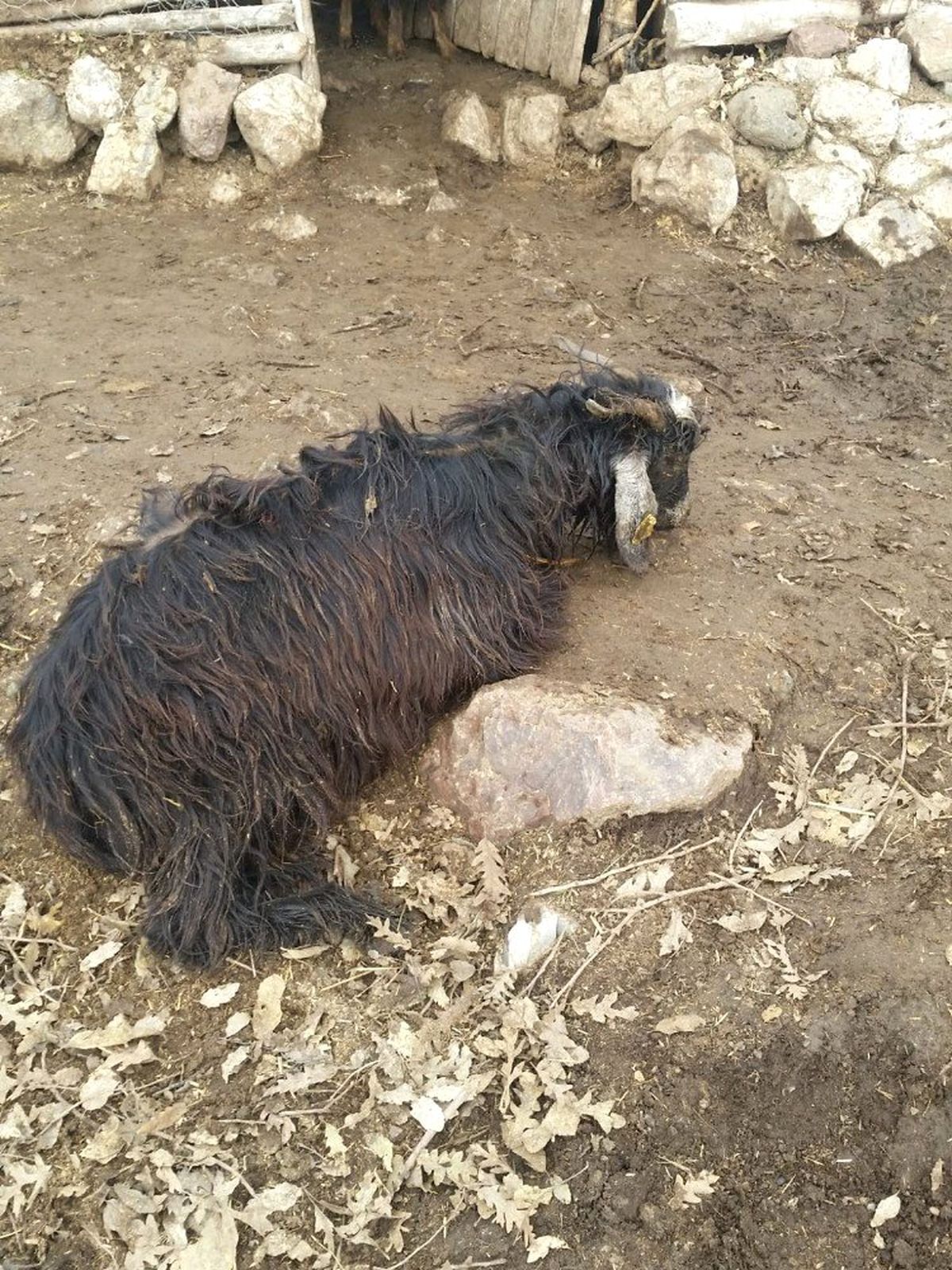 Aç Kurtlar Girdikleri Ahırda 16 Keçiyi Telef Etti