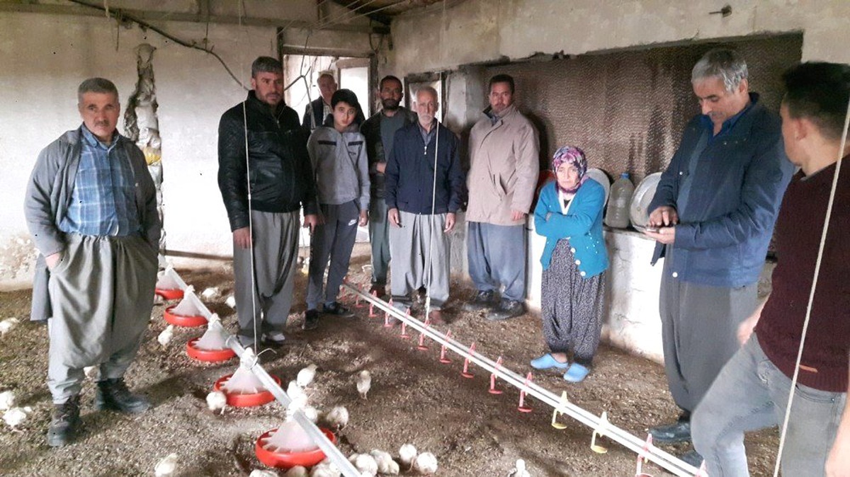 İki Milyon Civciv Açlıkla Karşı Karşıya