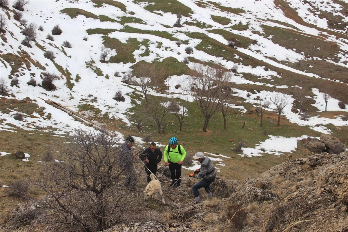 Kayalıklarda Mahsur Kalan Köpek Kurtarıldı