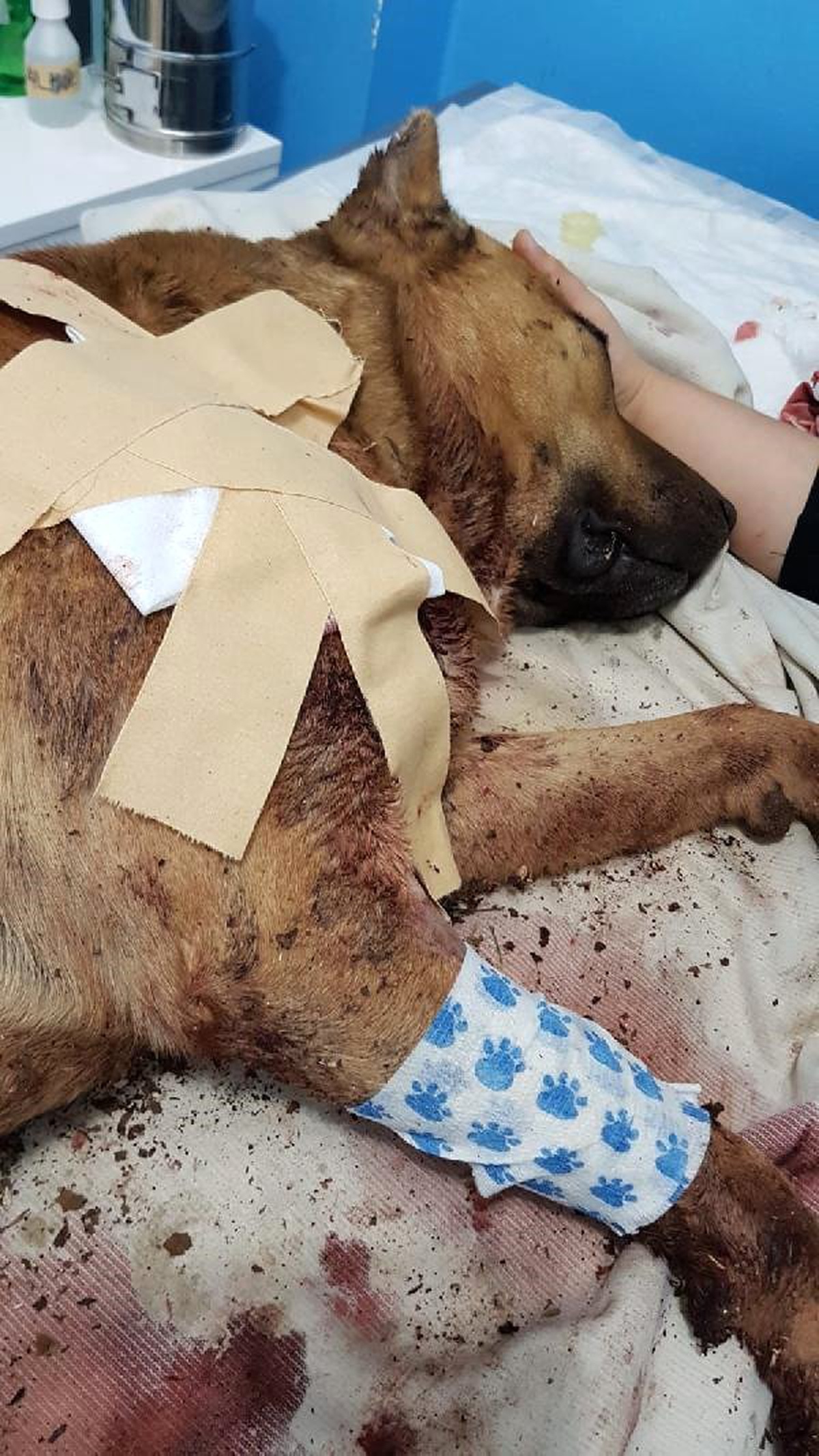 Köpeği Baron\'u Öldürenin Bulunması İçin Suç Duyurusunda Bulundu