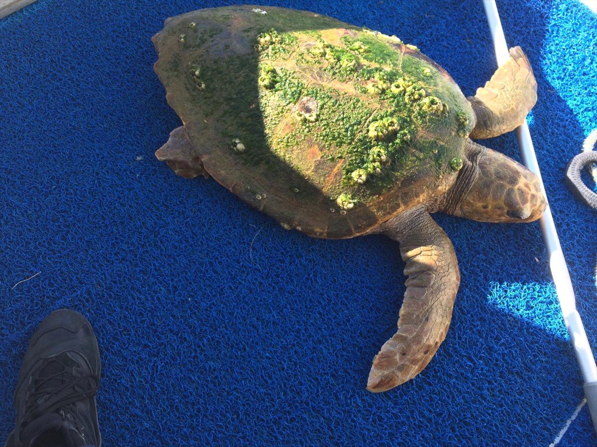 Marinada Bulunan Caretta Caretta Denize Bırakıldı