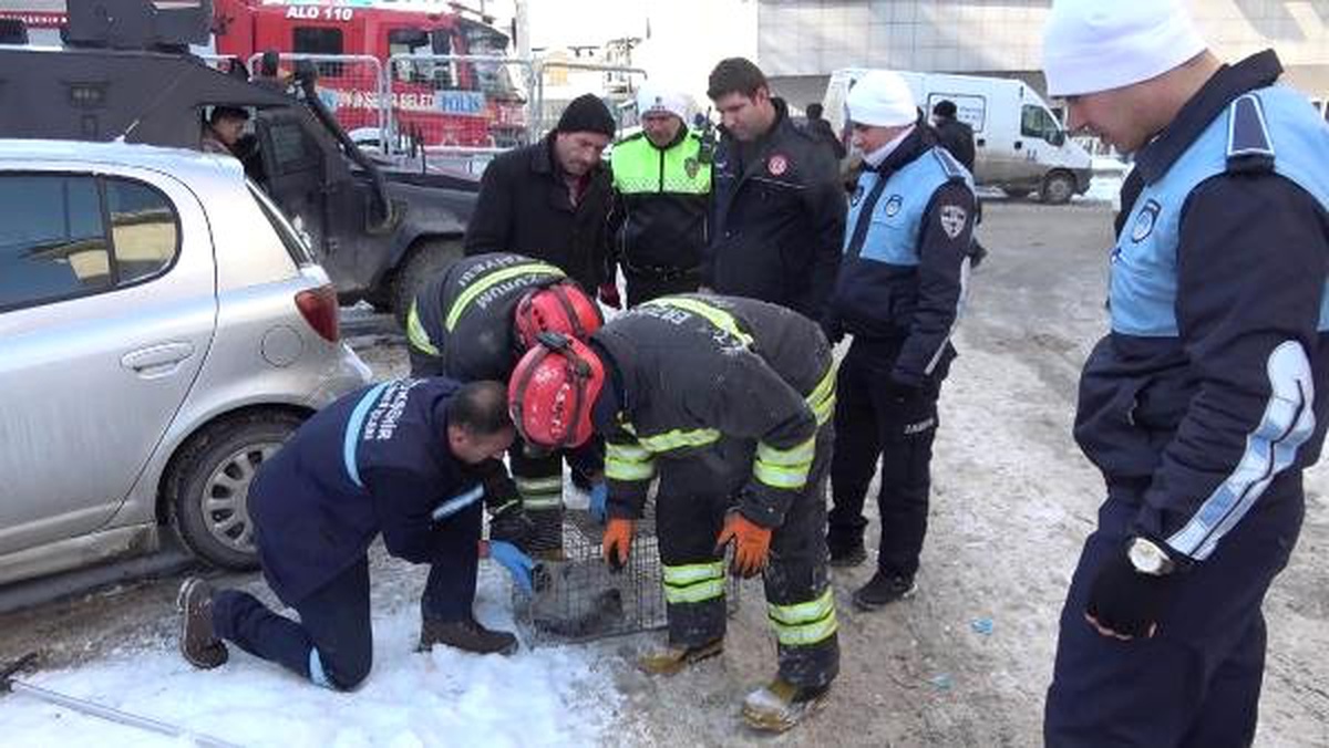 Otomobilin Çarptığı Kedi İçin Polis, Zabıta ve İtfaiye Seferber Oldu
