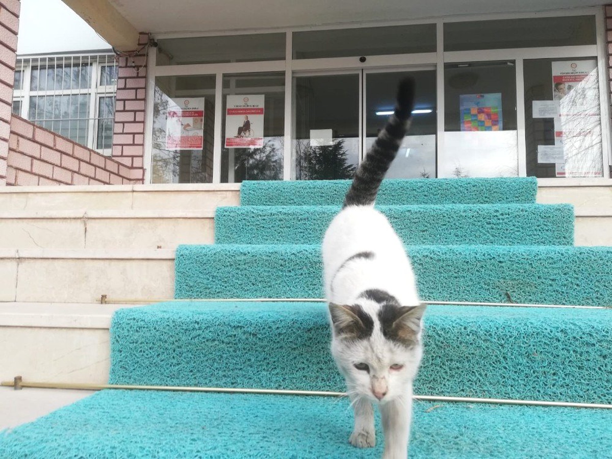 Sokak Kedisi Kaymakamlığın Maskotu Oldu