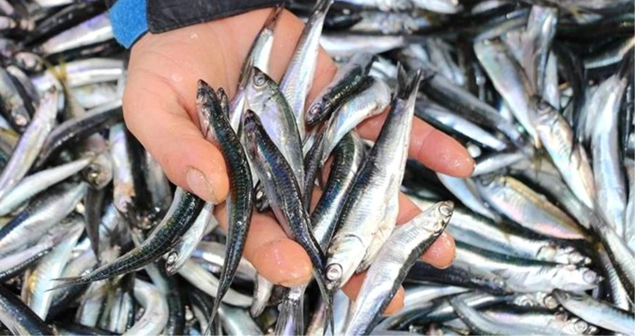 Yerli Hamsi Kalmayınca Balıkçılar Gürcistan Hamsisine Yöneldi! Fiyatlar Yarı Yarıya Düştü