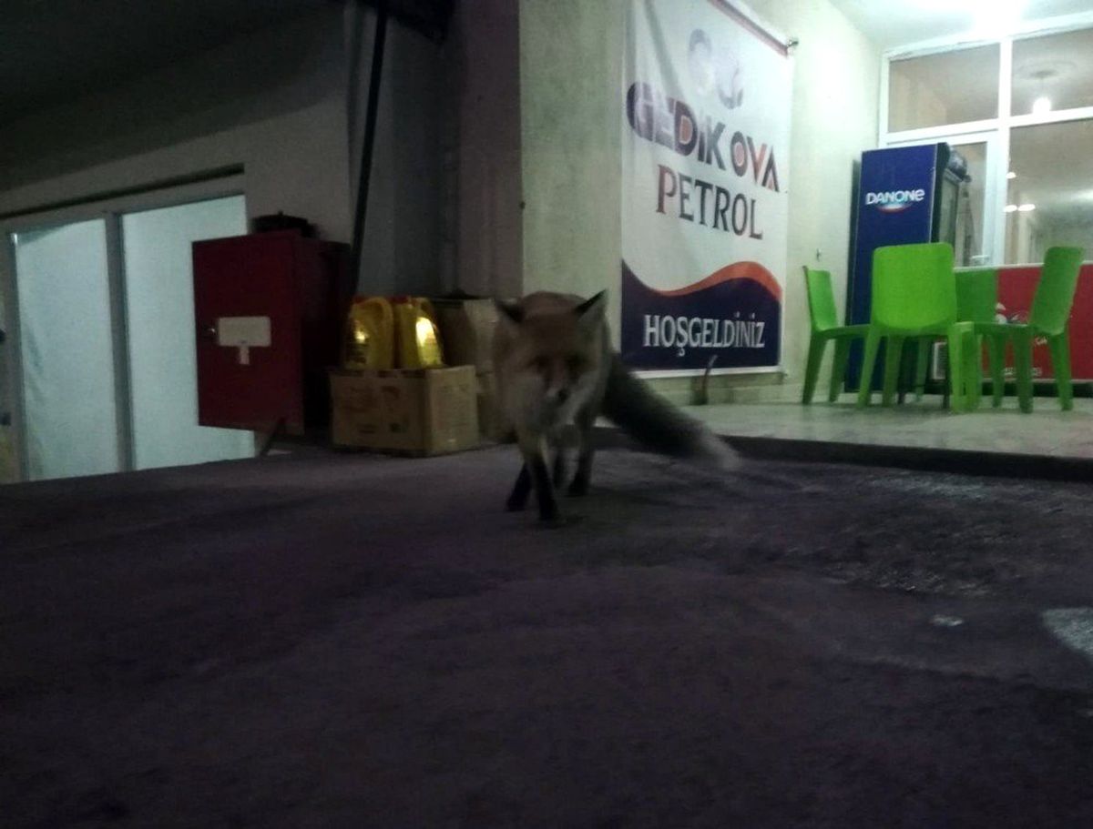 Aç Kalan Tilki, Kedilerin Yemeğine Ortak Oldu