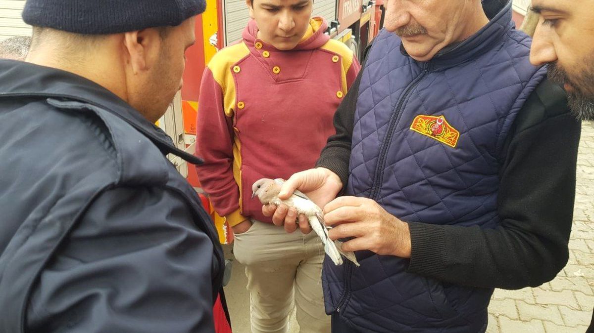 Ağaçta Mahsur Kalan Kumruyu İtfaiye Ekipleri Kurtardı