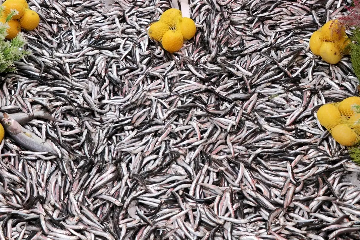 Hamsi Bolluğu Tezgahları Şenlendirdi