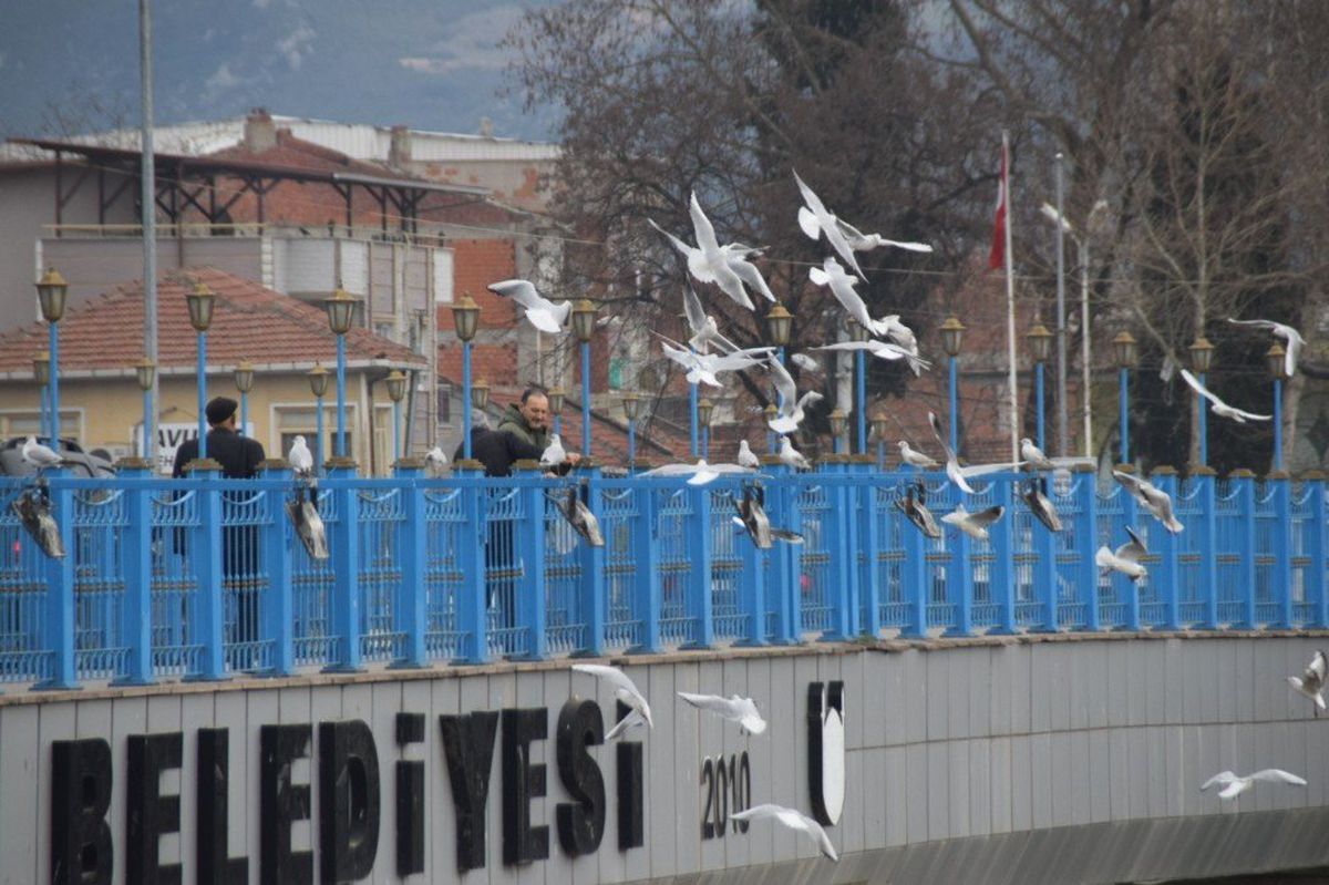 Martılara Vatandaş Şefkati