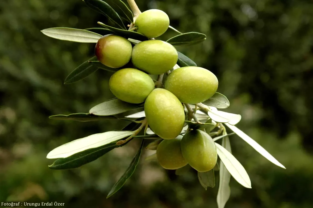 Sofralık Zeytin İhracatına Yeşil Zeytin Damga Vurdu