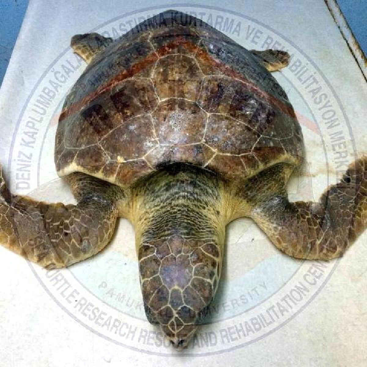 Tedaviye Alınan 2 Caretta Caretta Kurtarılamadı