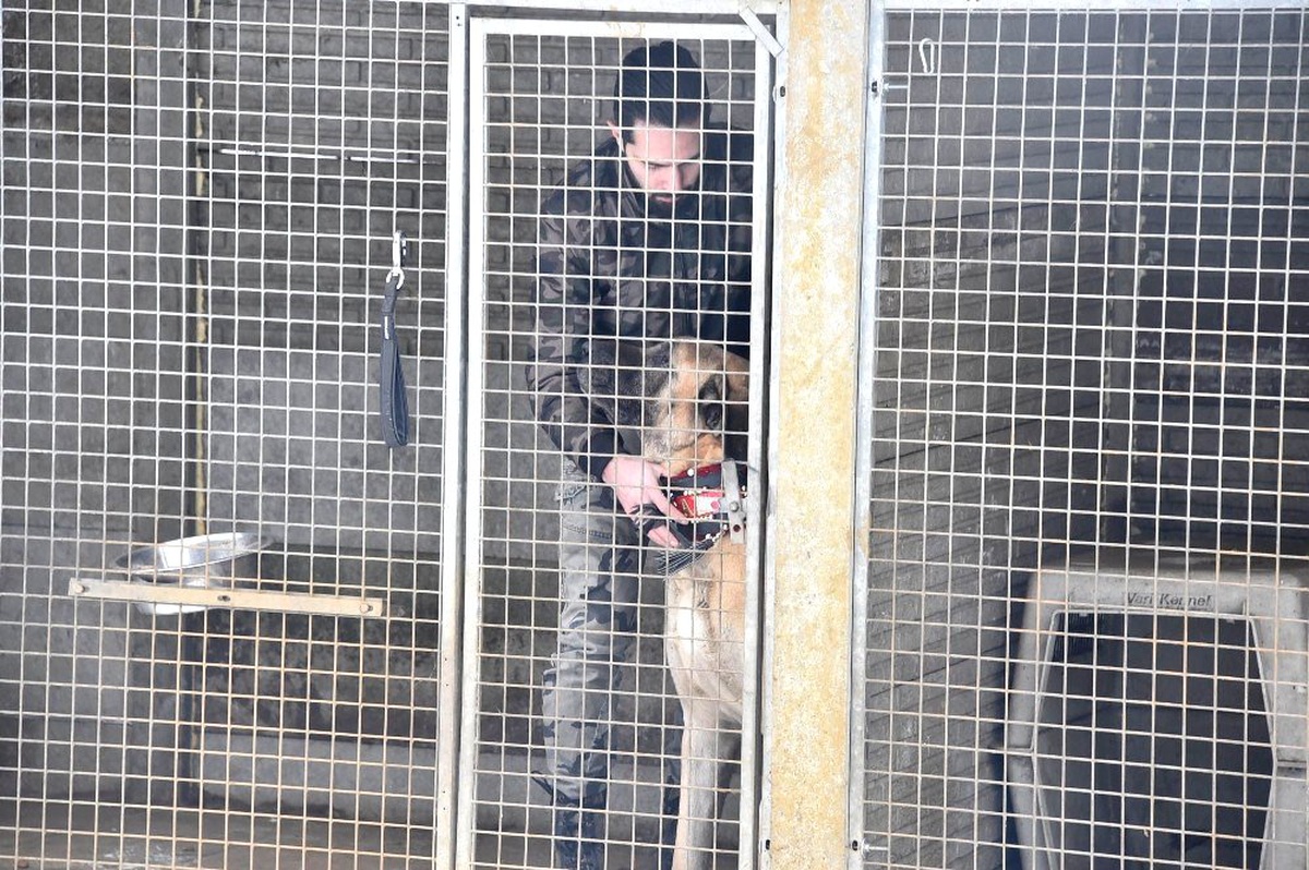 Türkiye\'nin Çoban Köpekleri Belçika ve Tüm Dünyaya Tanıtılacak