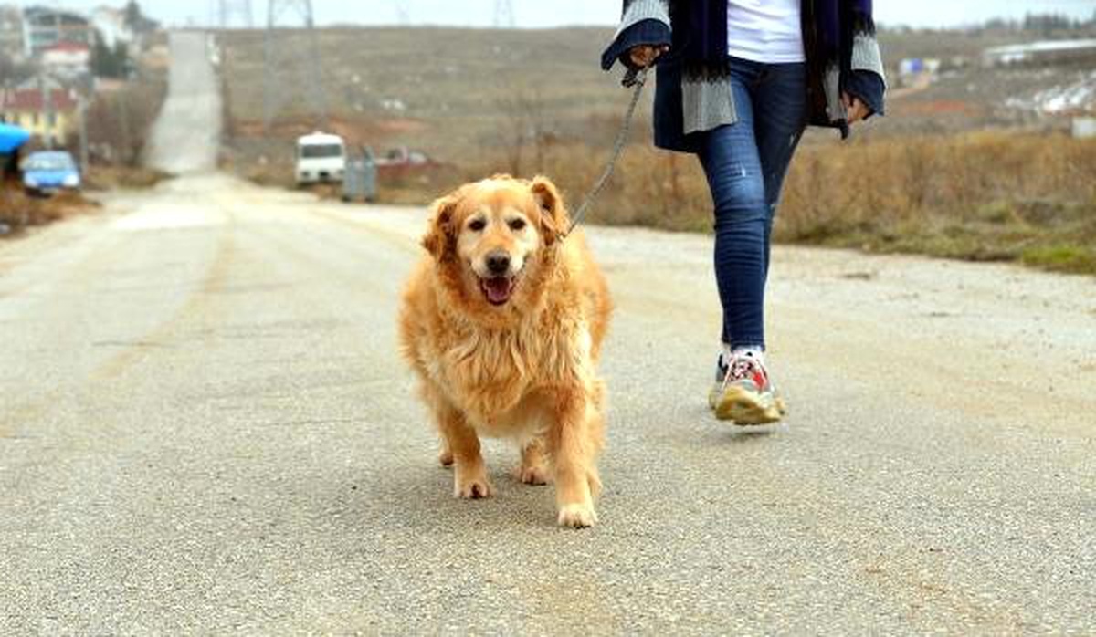 55 Kiloya Ulaşan \'Paşa\' Koşu Bandında Zayıflıyor