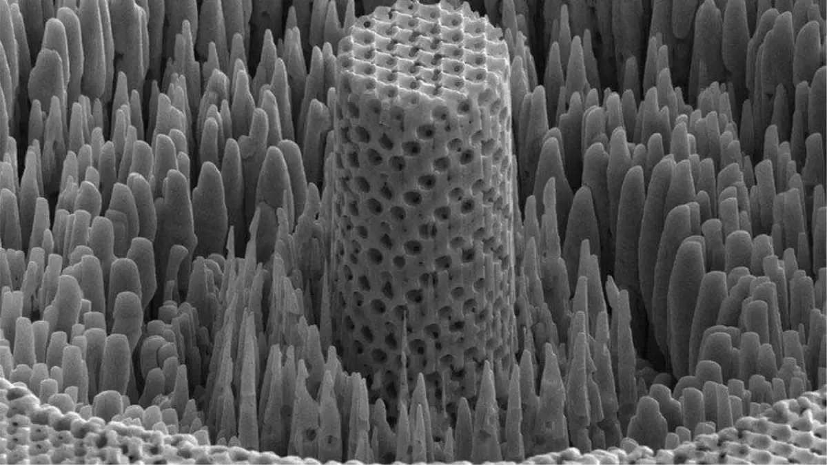 Bilim İnsanları, En Az Titanyum Kadar Güçlü \'Metalik Tahta\' Geliştirdi