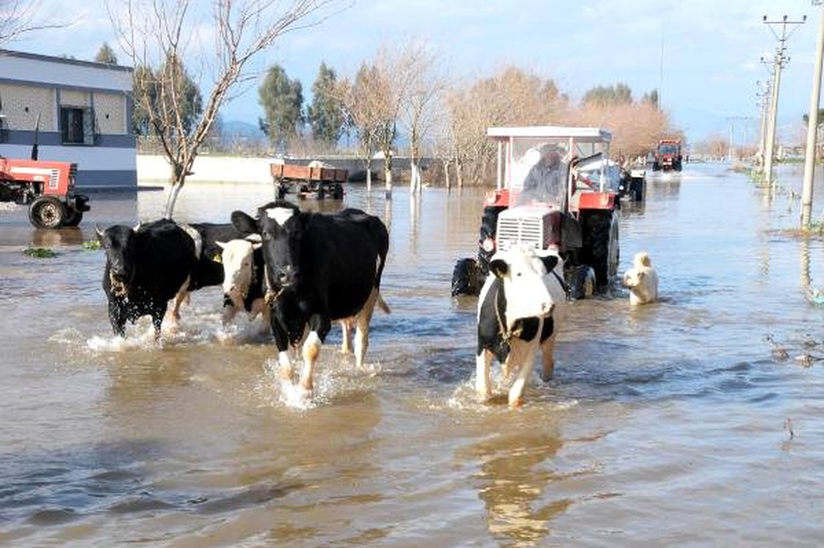 Büyük Menderes Taştı, Mahalle ve Tarım Arazileri Su Altında Kaldı