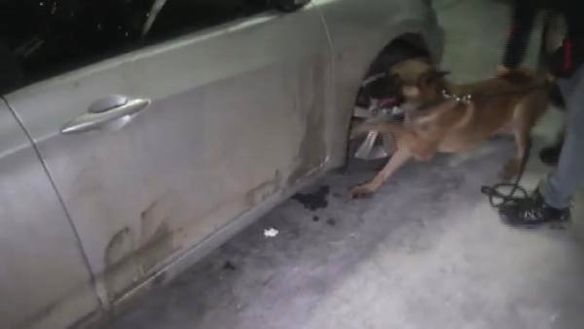 Fatih\'te Otomobilde Gizlenen Uyuşturucuyu Narkotik Köpeği Buldu