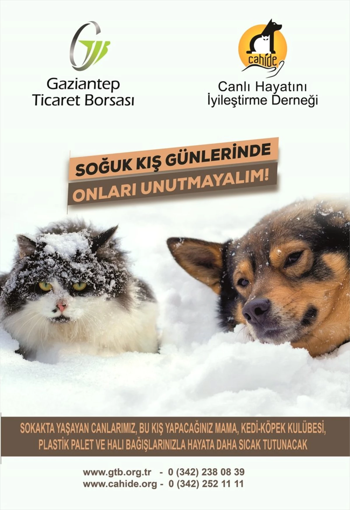 Gaziantep\'te Sokak Hayvanları İçin Yardım Kampanyası