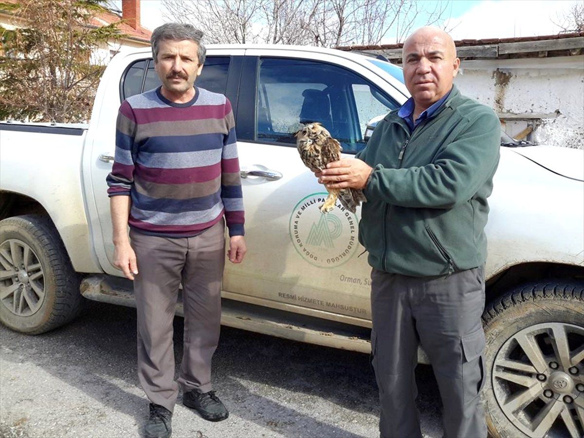 Konya\'da Yaralı Halde Bulunan Orman Baykuşu, Koruma Altına Alındı