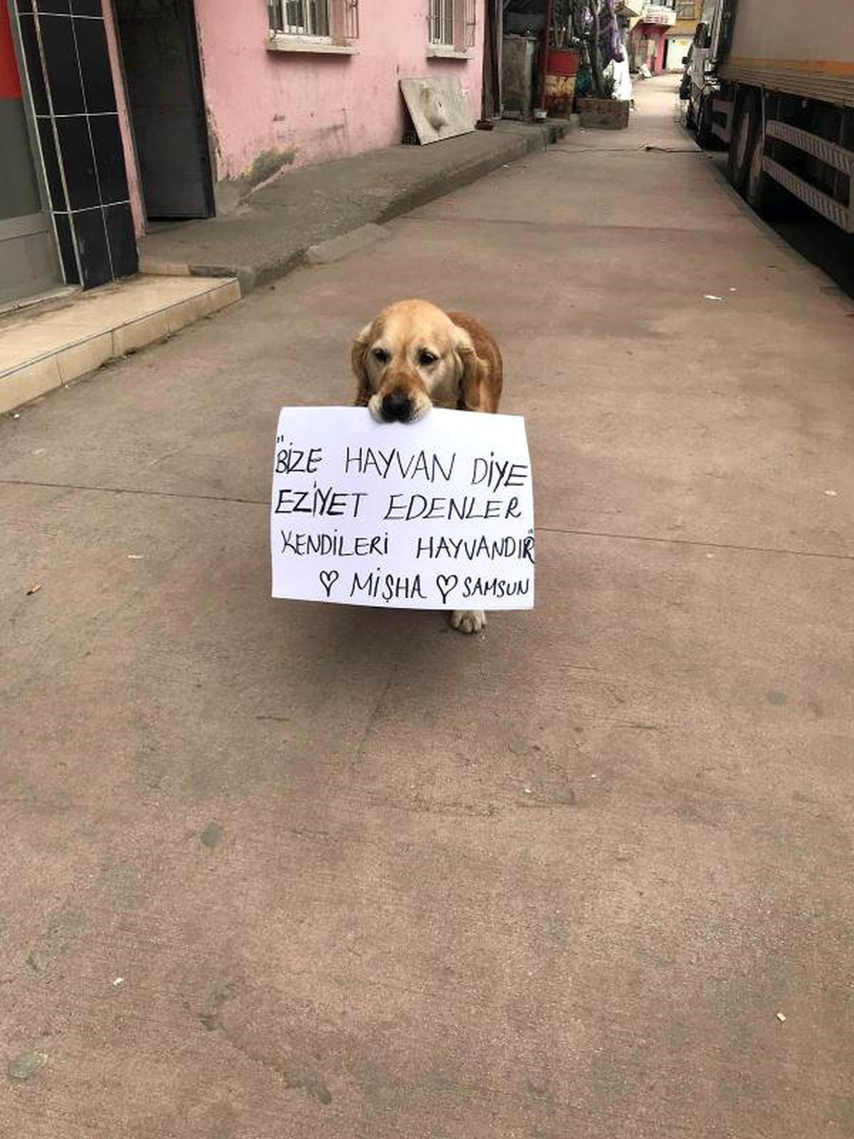 Köpeği Mişha ile Hayvana Şiddete Tepki Gösterdi