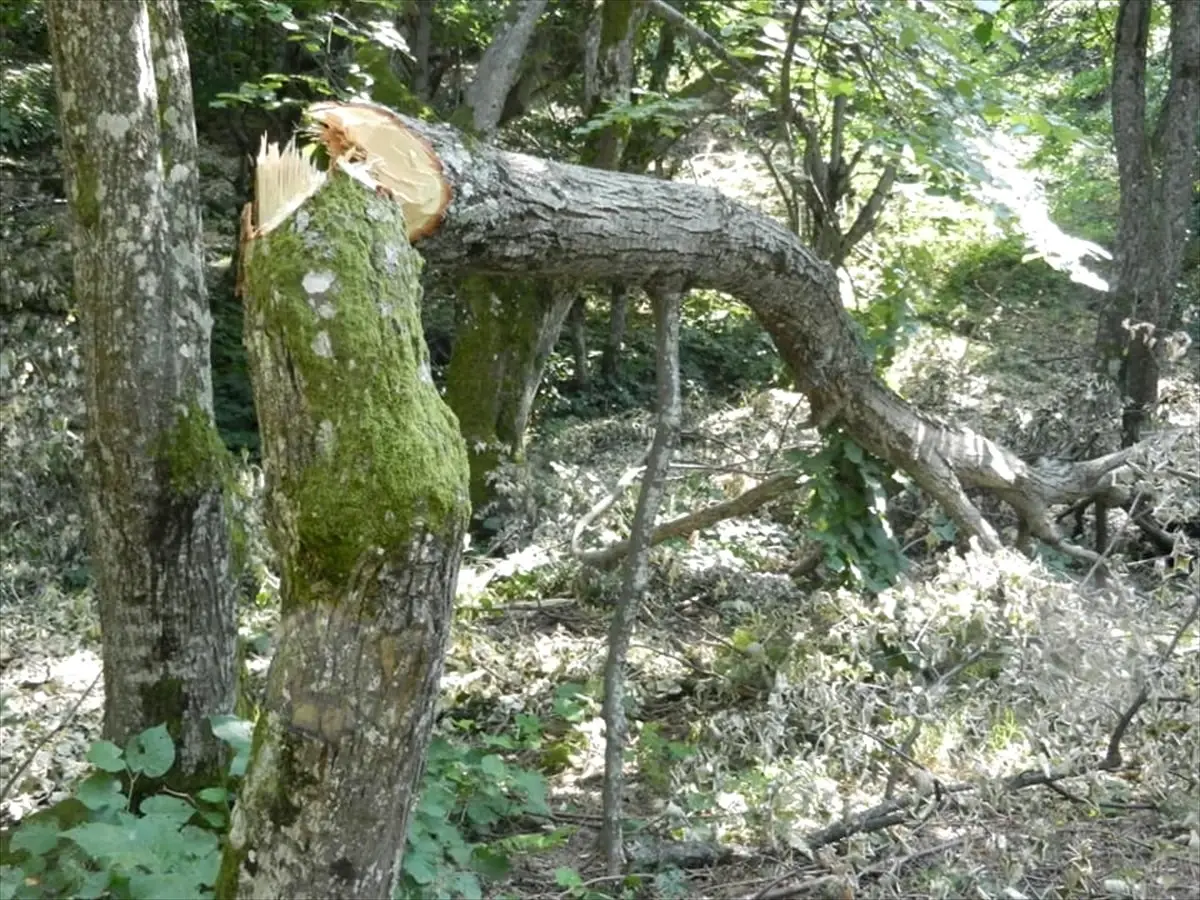 Tekirdağ\'da Ihlamur Ağaçlarının Kesildiği İddiası