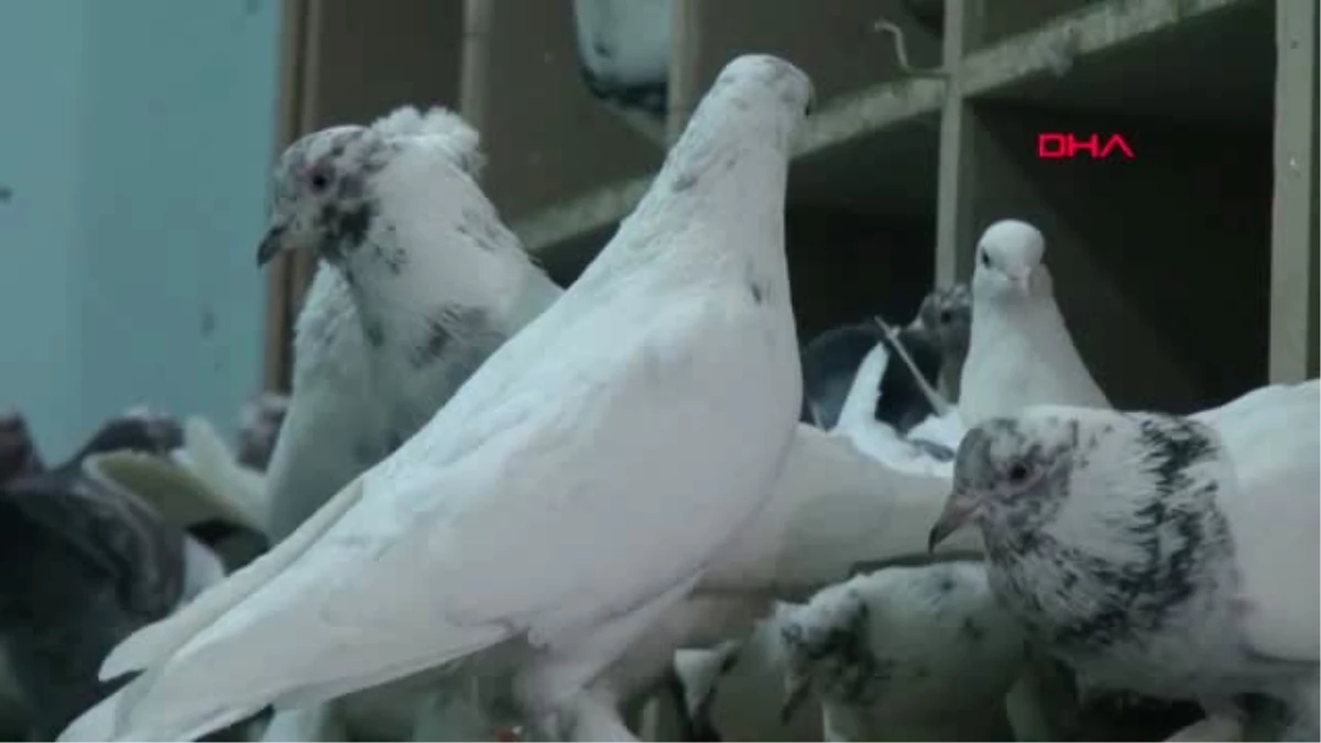 Van Beslediği Kuşları İçin Yılda 50 Bin TL Harcama Yapıyor