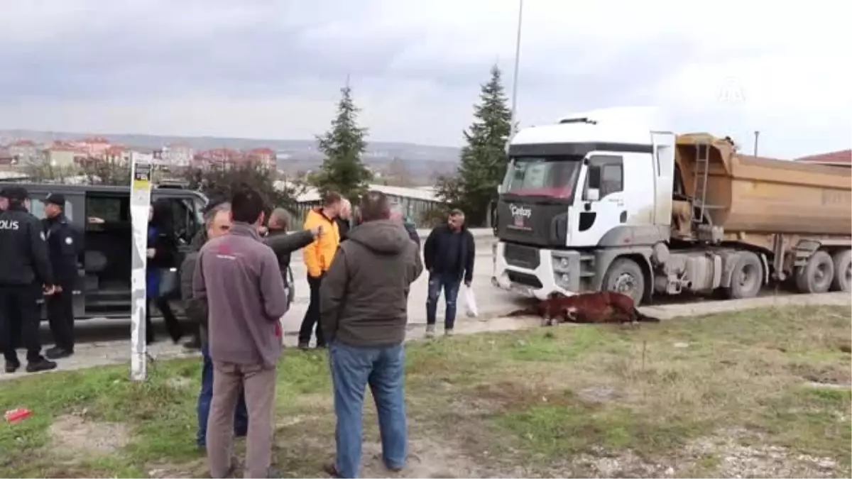 Yaralı At İğneyle Uyutuldu