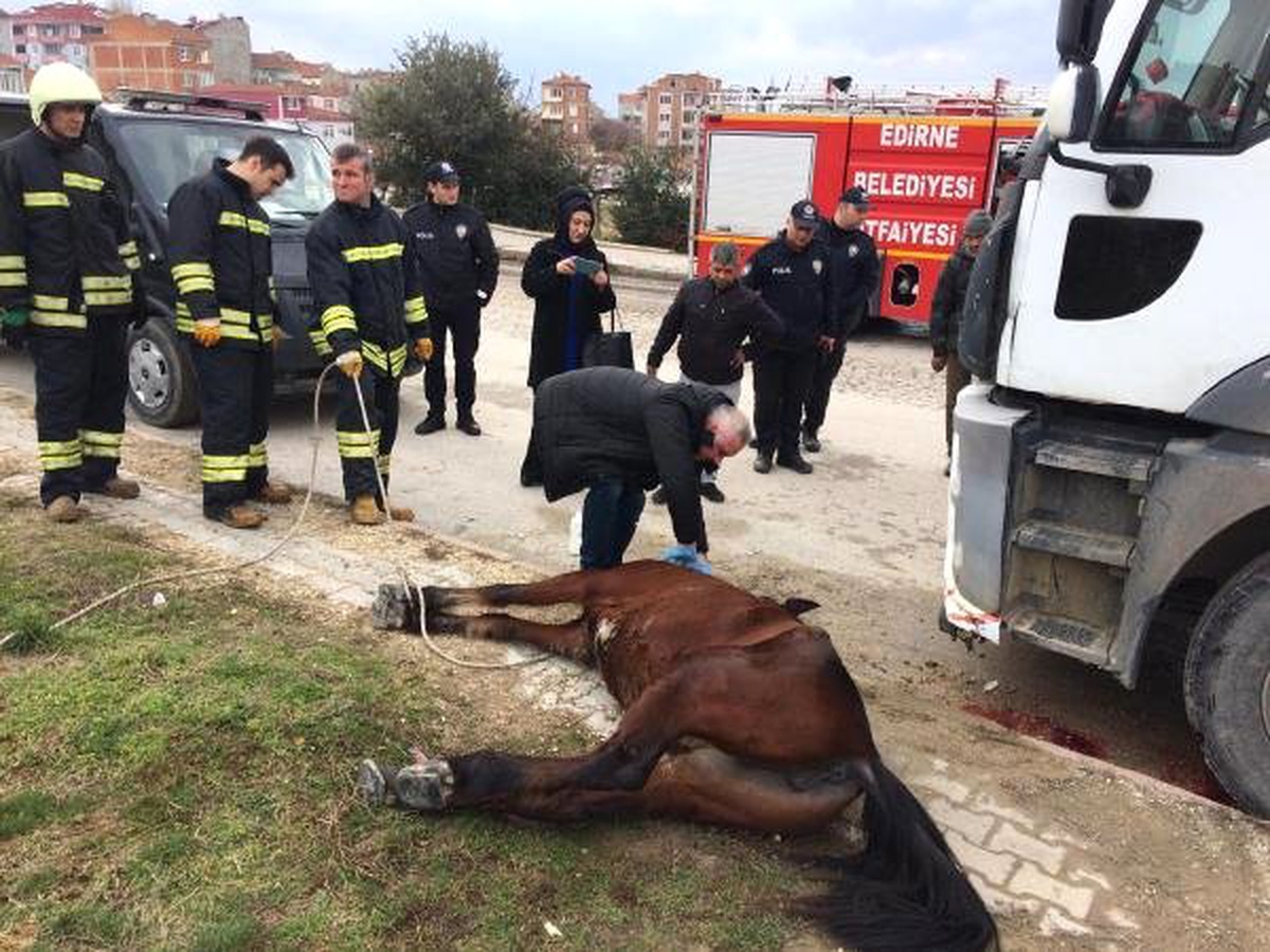 Yaralı Bulunan At, İğne ile Uyutuldu