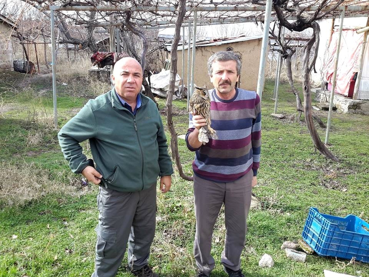 Yaralı Bulunan Kulaklı Orman Baykuşu Koruma Altında