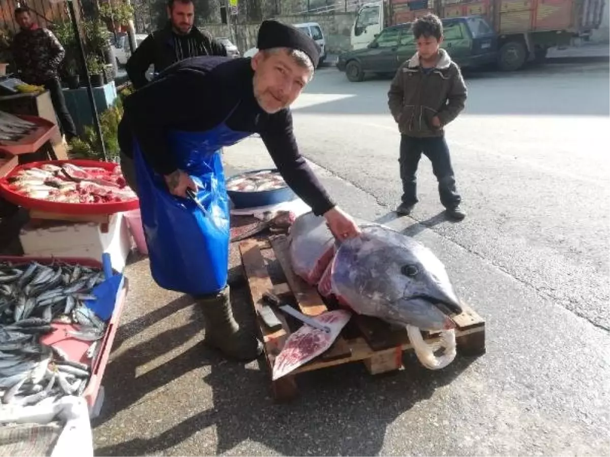 150 Kiloluk Orkinos Tezgaha Çıkınca Vatandaşların İlgi Odağı Oldu