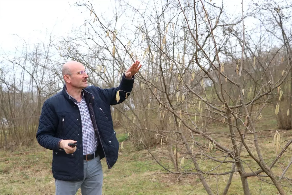 Fındıkta Verim ve Kaliteyi Artırma Projesi