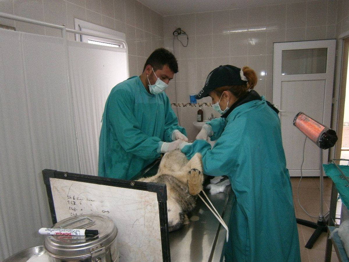 Kırıkkale\'de 2 Bin 868 Köpek Tedavi Edildi