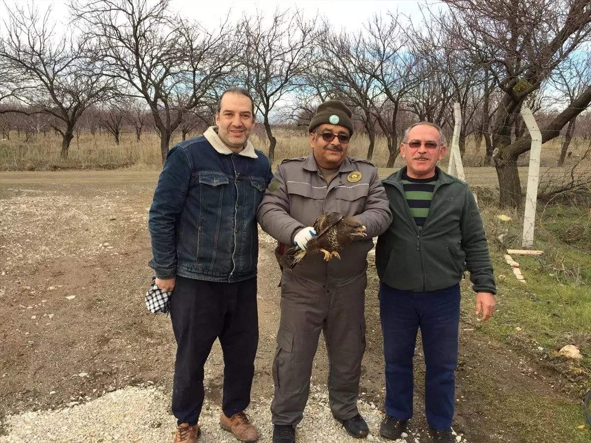 Konya\'da Yaralı Bulunan Şahin Koruma Altına Alındı