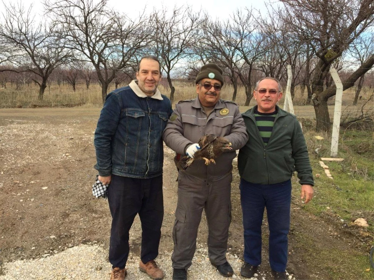 Konya\'da Yaralı Halde Bulunan Şahin Koruma Altında