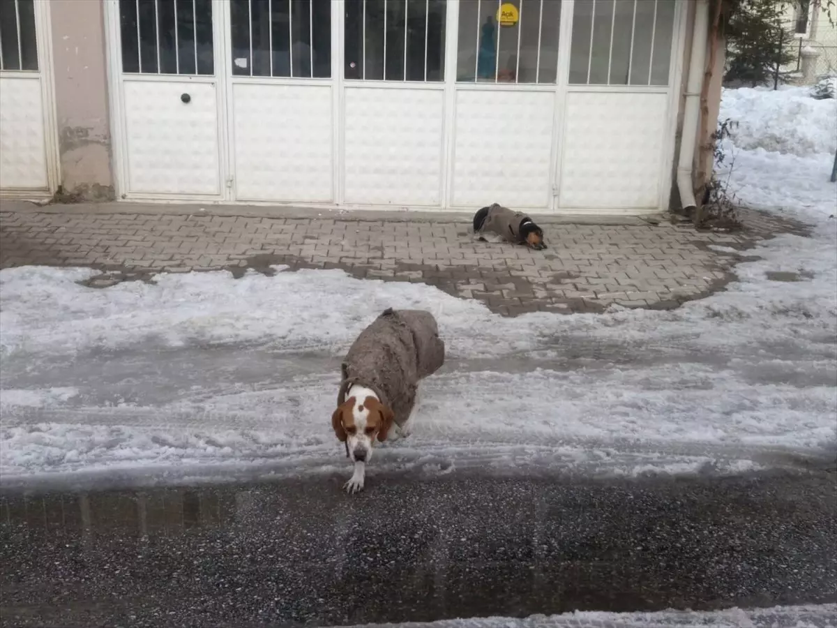 Köpeğini Soğuktan Battaniyeden Yaptığı Giysiyle Koruyor