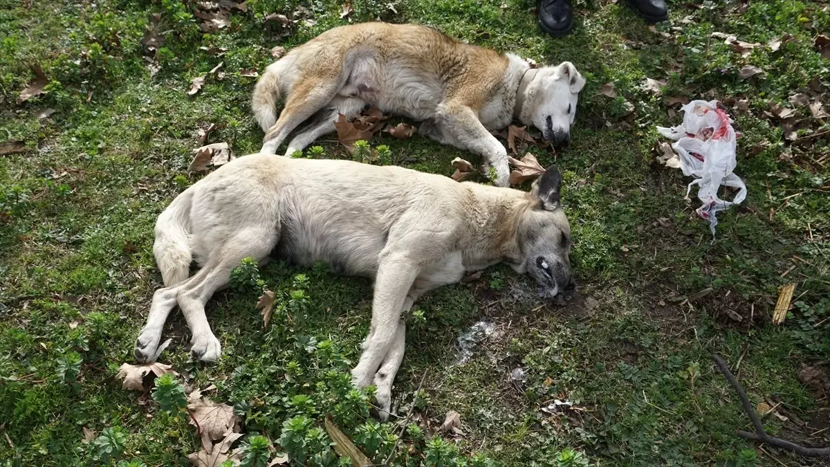 Sakarya\'da Köpeklerin Zehirlendiği İddiası