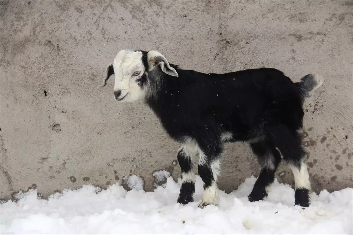 Tuncelili Besicilerin Oğlak ve Kuzu Mutluluğu