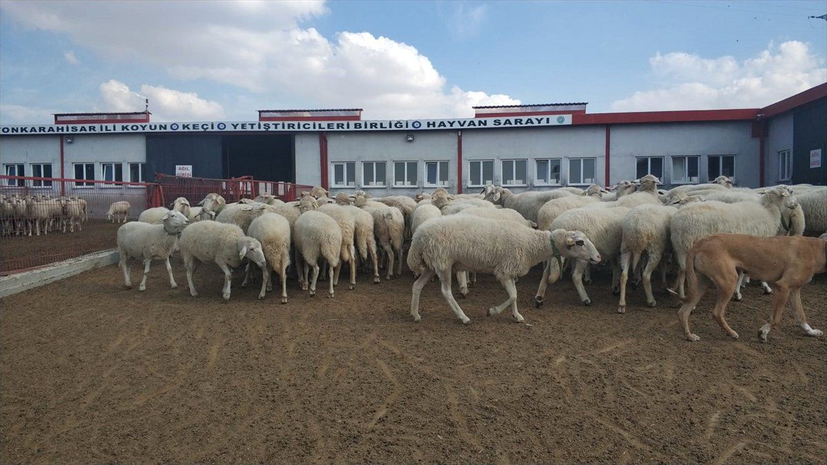 Afyonkarahisar\'da Küçükbaş Hayvan Desteği Başvurusu