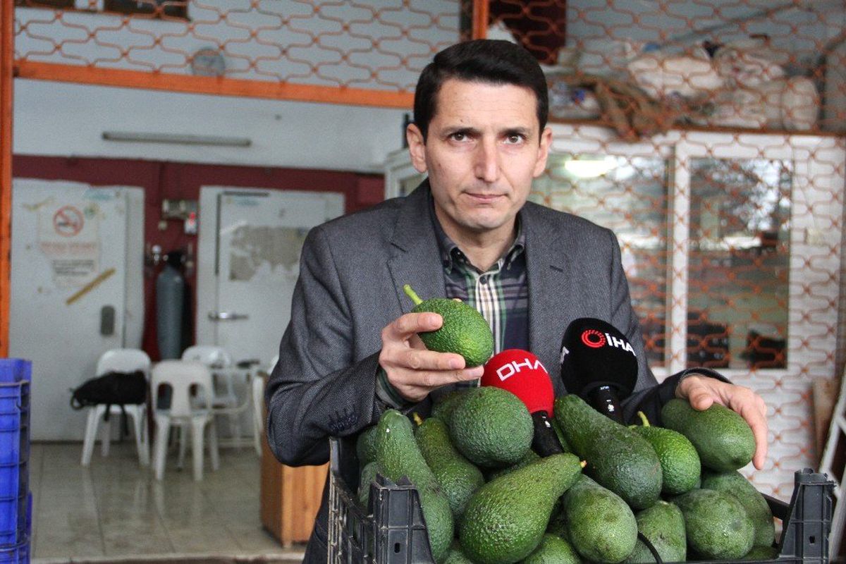 Alanya\'da Bu Yıl Avokado Üretiminde Hedef 60 Milyon Adet