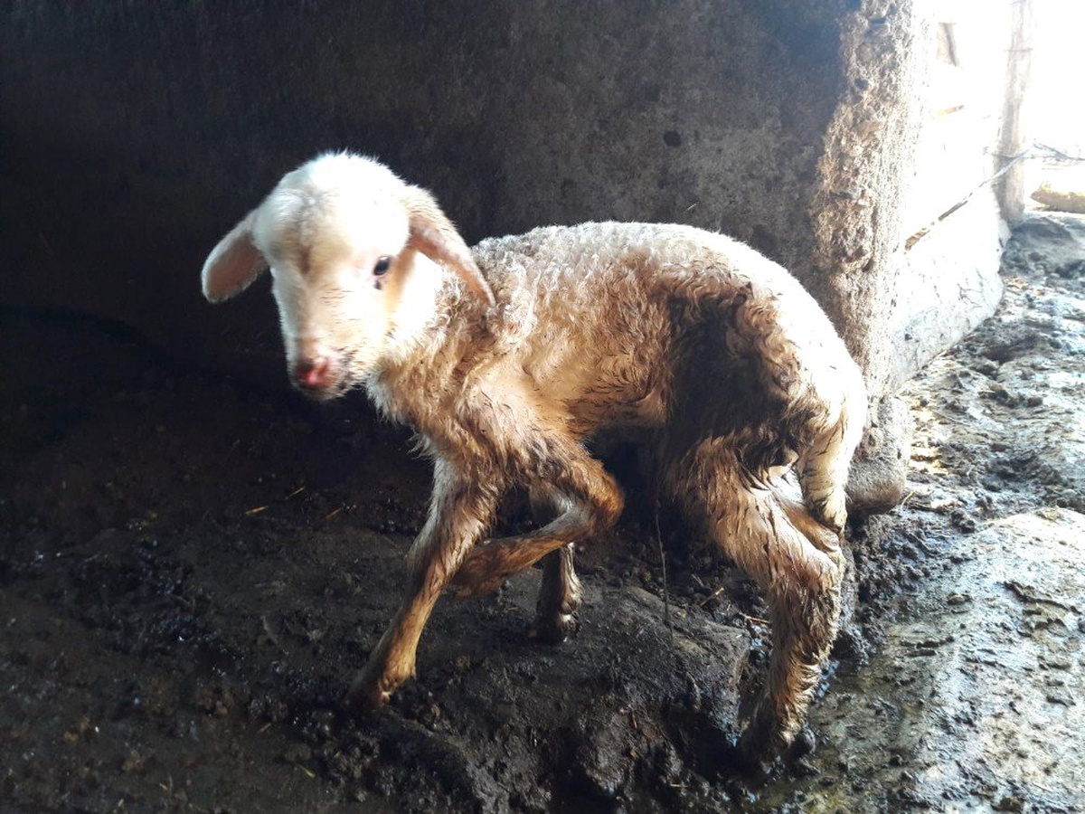 Denizli\'de 5 Ayaklı Kuzu Dünyaya Geldi