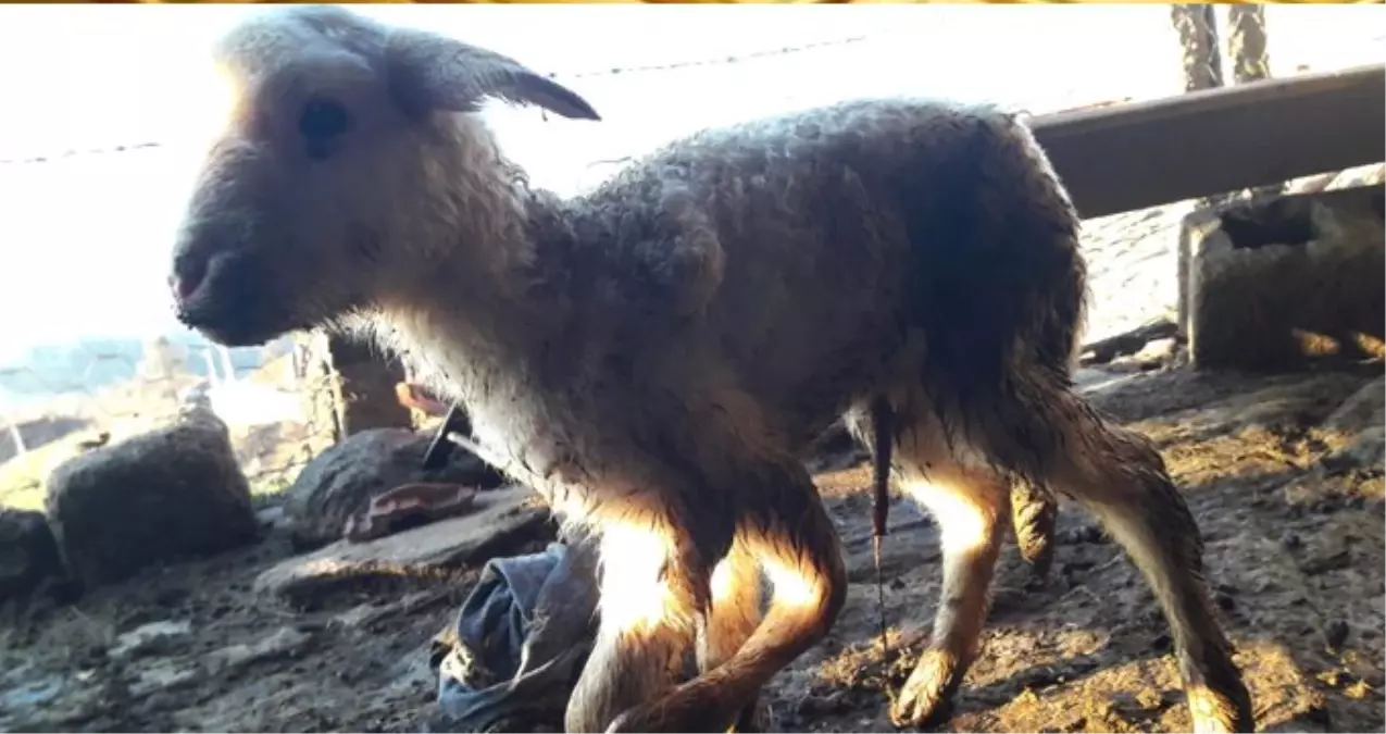 Denizli\'de Beş Ayaklı ve Altı Tırnaklı Olarak Dünyaya Gelen Kuzu, Görenleri Şaşırttı