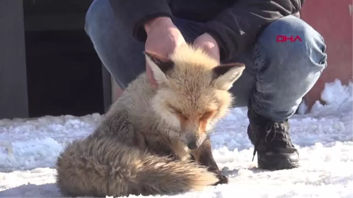 Hakkari Köpeklerin Yaraladığı Yavru Tilkiye Tedavi