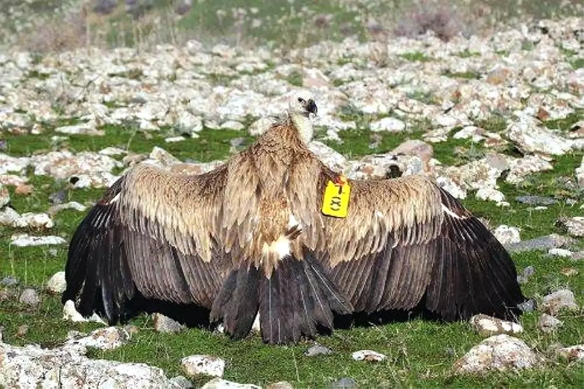 Kızıl Akbaba Tedavisi Sonrası Doğaya Bırakıldı